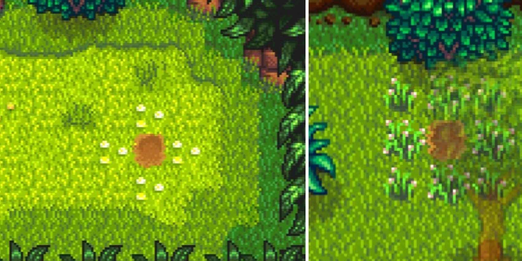 Every Golden Walnut Location In Stardew Valley