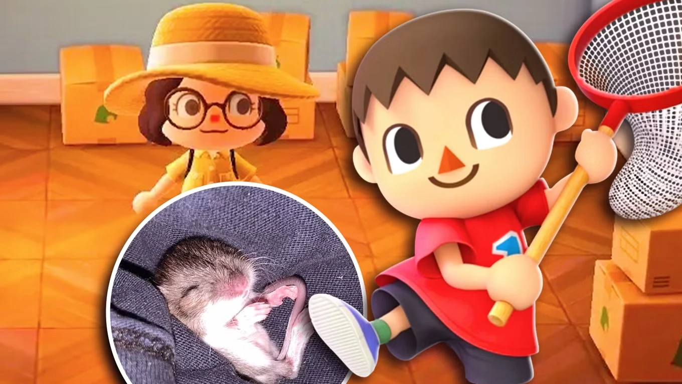 I Rescued A Baby Mouse, And My Life Turned Into Stardew Valley