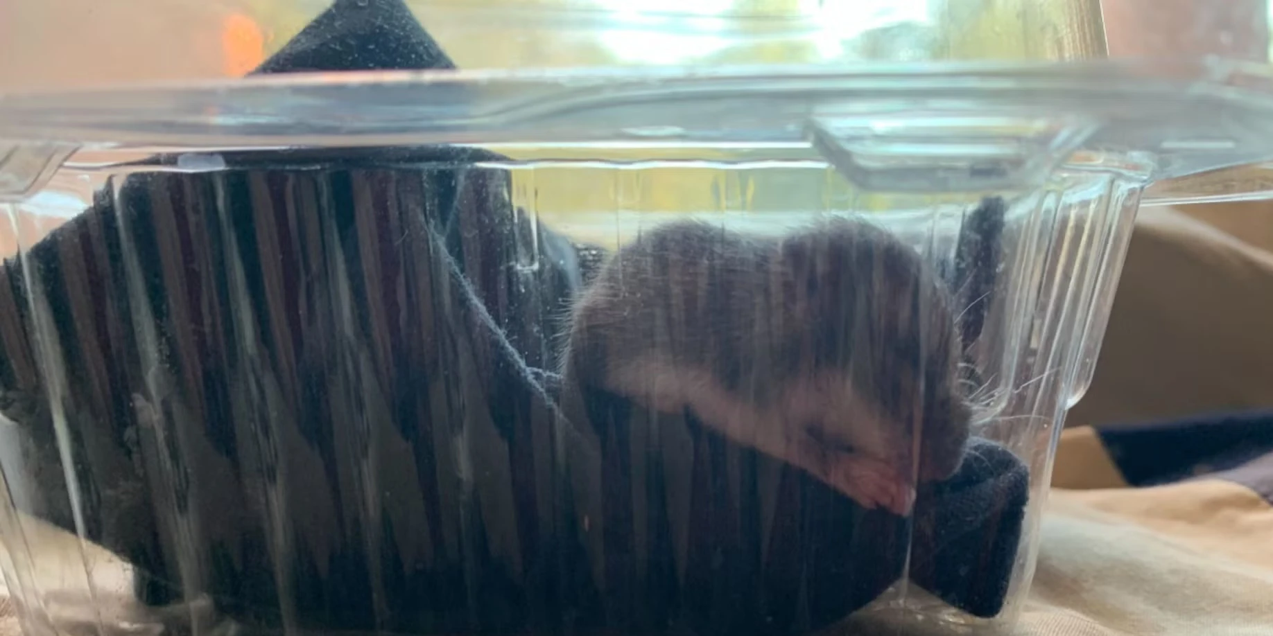I Rescued A Baby Mouse, And My Life Turned Into Stardew Valley