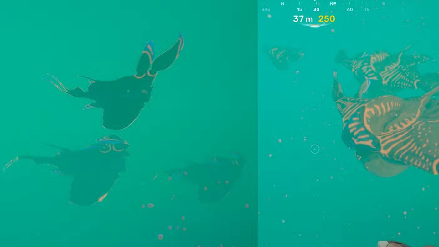 All leviathan locations in Subnautica 2