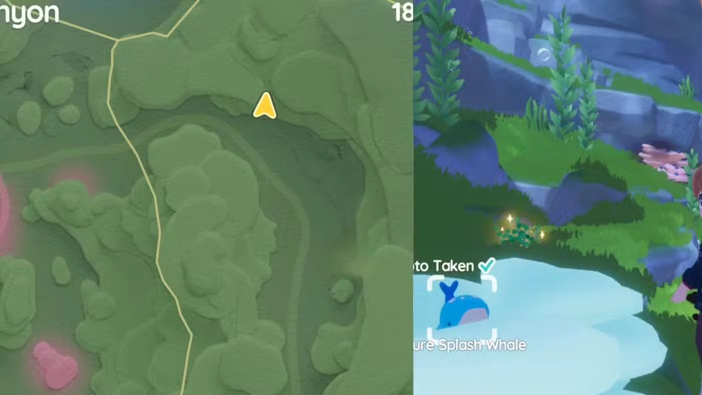 Onde encontrar a Baleia Splash de hoje em Heartopia
