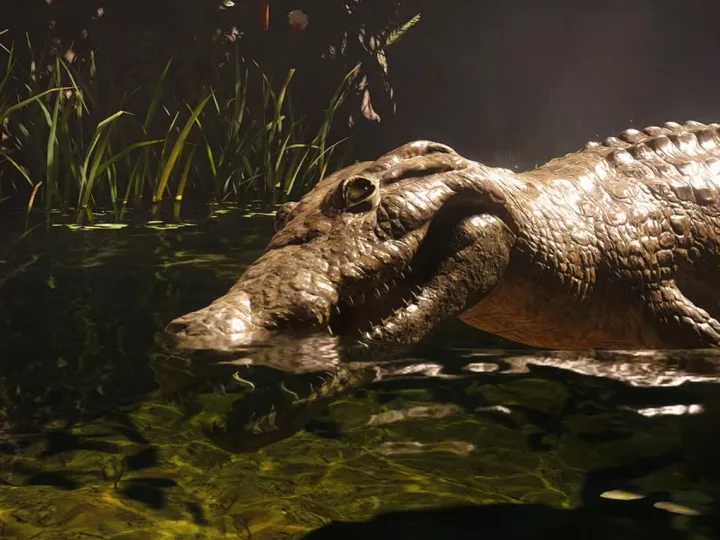 Onde encontrar couro de crocodilo em Assassin’s Creed Black Flag Resynced
